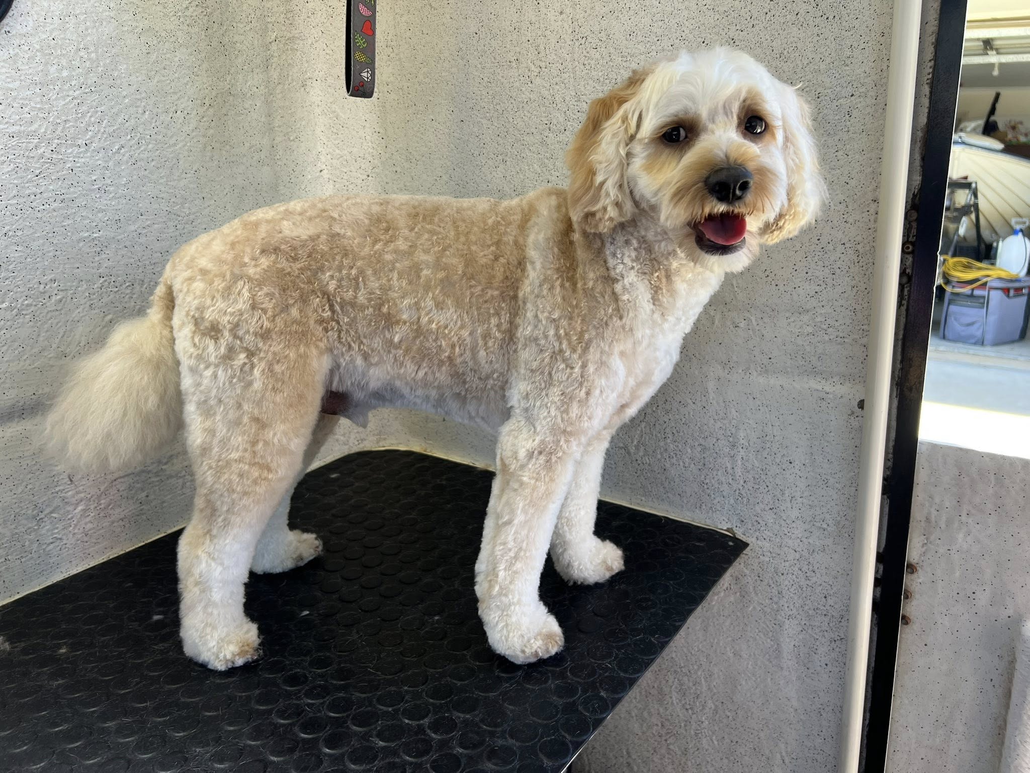 Cavoodle after full groom at Total Paws